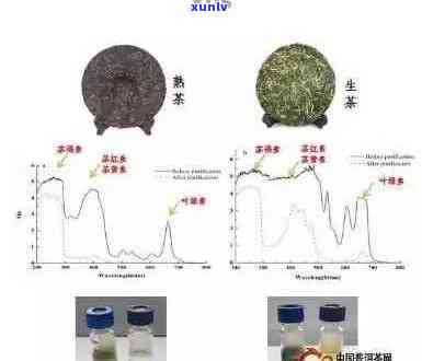 普洱茶黄曲霉素风险评估：原因、来源与预防措全面解析