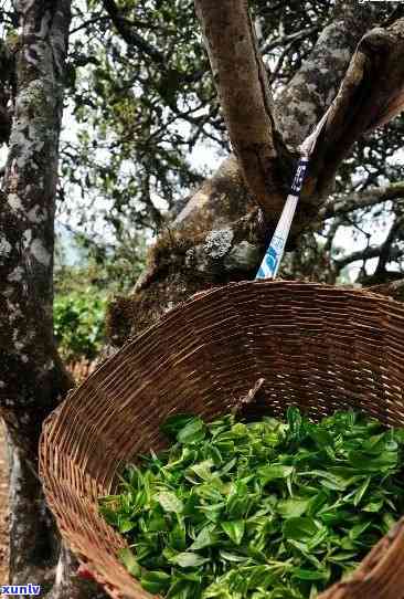 临沧百花树古树茶特点及价格