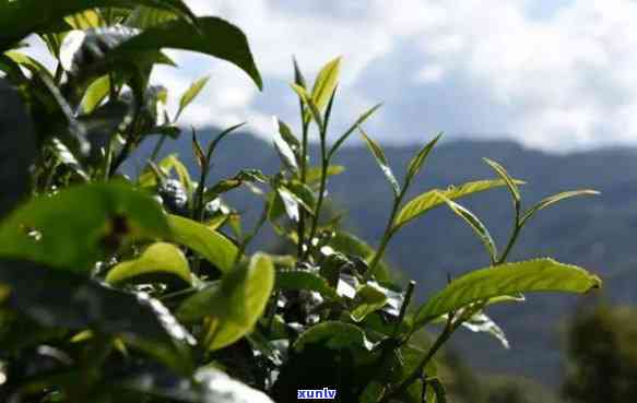 从种子到茶叶：探索一棵普洱茶树的完整产量，以及如何鉴别优质茶叶