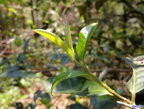 几棵树普洱茶多少钱，一棵树的普洱茶和普洱茶树的价格是多少？