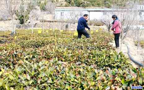 黄金甲茶叶新品种介绍及优缺点，产量与种类。