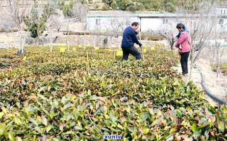 黄金甲茶叶新品种介绍及优缺点，产量与种类。