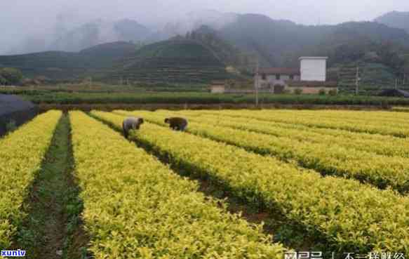 黄金甲：一种珍贵的中国名茶品种，品味皇家奢华的尊贵享受