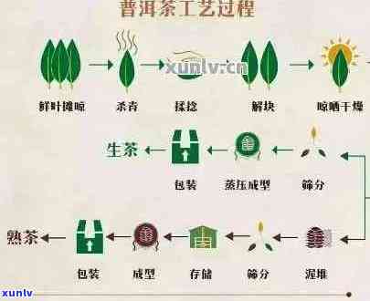 百花潭普洱茶：品种特点、品质鉴别、冲泡技巧与收藏价值全方位解析