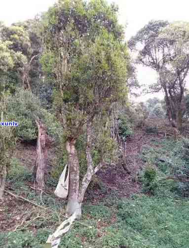 普洱茶多依树-普洱茶多依树产区