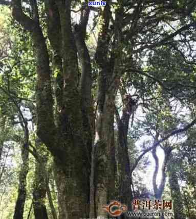 百年古树普洱茶产地：千年古树村，普洱茶价钱