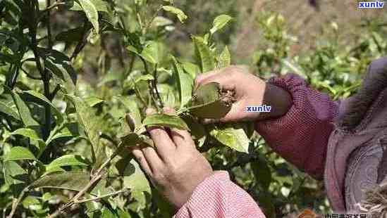 新 *** 一斤普洱茶所需叶数量的精准计算及其与品质的关系分析