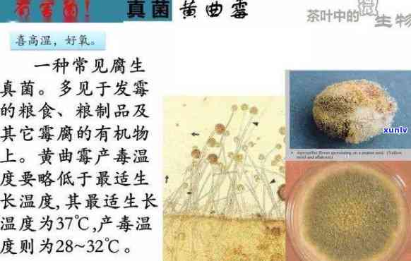 普洱茶中的微生物种类及其作用：从古菌到现代菌的研究现状