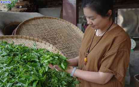 光绪二十五年普洱茶