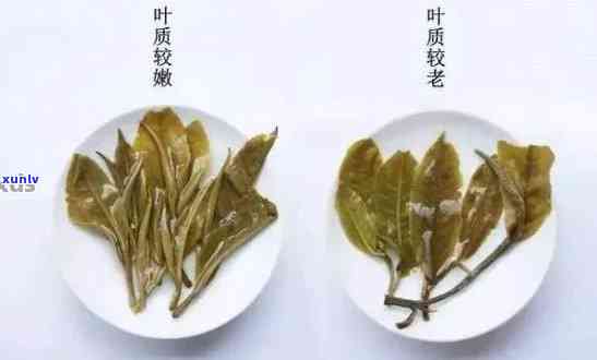 普洱茶一芽两叶与三叶哪个好？普洱茶一芽两叶价格与木质化原因解析。