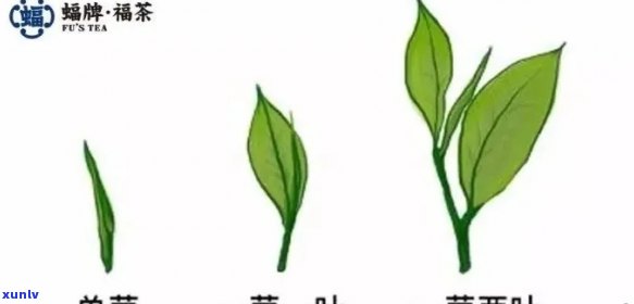 探究普洱茶叶的叶龄选择：一芽两叶与三叶的品质对比