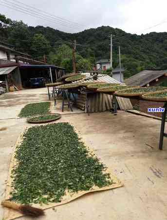 普洱茶采摘节及品质特点解析——哪个月份的普洱茶？