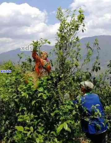 普洱茶采摘节及品质特点解析——哪个月份的普洱茶？