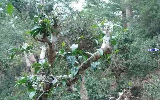 云南古树普洱黄草坝茶：千年老树与纯净土的完美结合