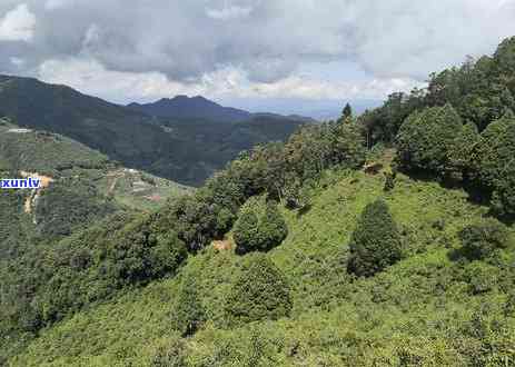 凤凰山普洱茶：口感特点、品鉴 *** 与适合搭配食物一文解析