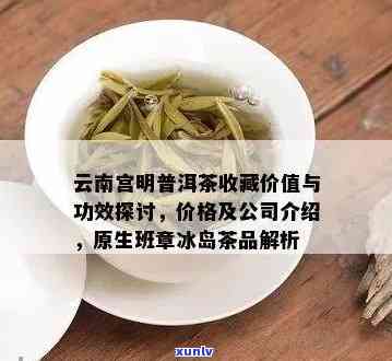 宫明普洱茶：品质特点、口感体验及选购指南，一篇全面解答