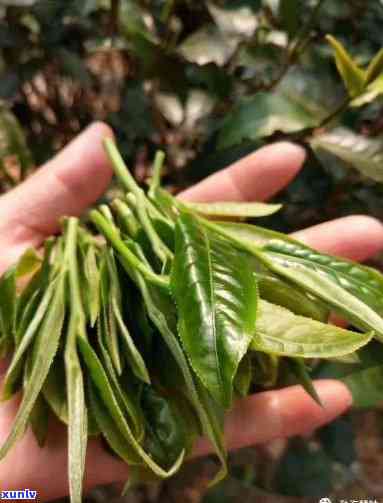 普洱茶芽头多是否更易泡出好茶：探讨芽头丰富的茶叶泡法与品质关系