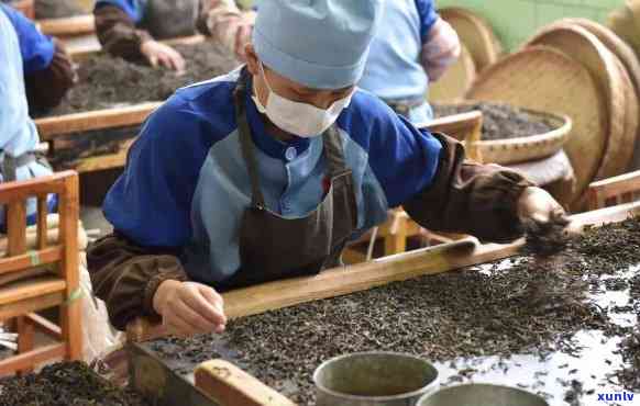 马鞍山普洱茶初制所