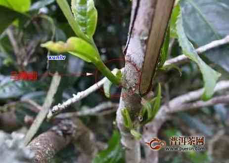 普洱茶饼的重量参考：一个饼究竟有多重？