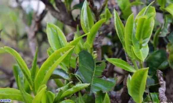 七彩雨林云南普洱茶：紫鹃品种的独特魅力与风味探秘