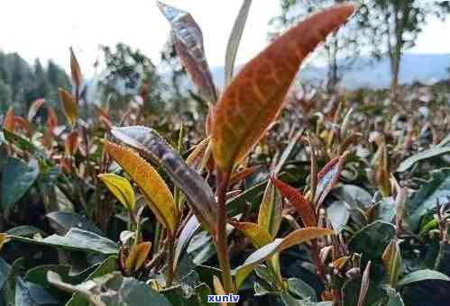 七彩雨林云南普洱茶：紫鹃品种的独特魅力与风味探秘