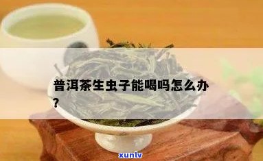 普洱茶生虫能不能喝