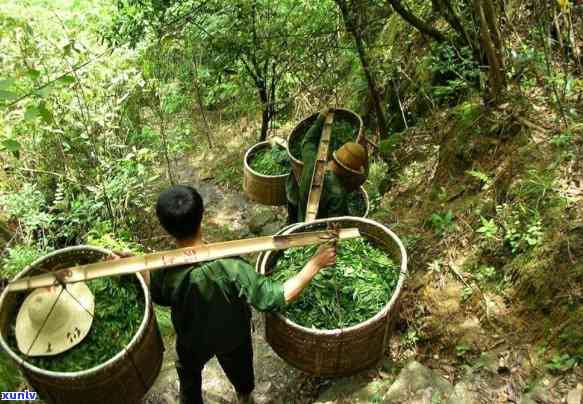 普洱茶头茶：是否适合饮用，及其可能的健益处与潜在风险分析