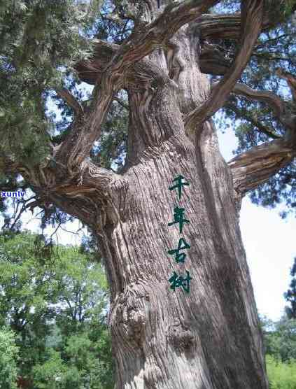 千年普洱茶古树的地理位置和寻找 *** ：全面指南