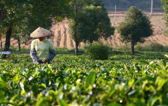 普洱茶与绿茶：口感、功效、冲泡 *** 全方位对比，哪个更适合您？