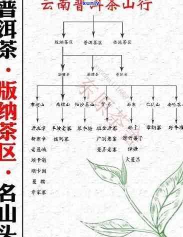 探究普洱茶：名山名寨中的茶叶品种与特性