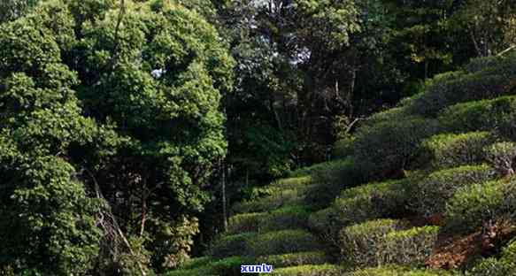 探究普洱茶：名山名寨中的茶叶品种与特性