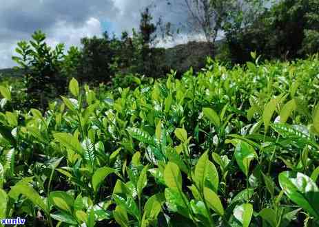 探索普洱茶的瑰宝：品味十大名寨和六大名山的极品茶叶