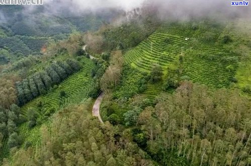 普洱茶：千秋大业中的人文与自然交融之美