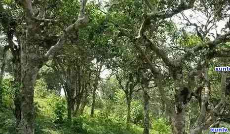 云南百花潭普洱茶的特点：口感醇厚，生普古树，精选云南百花潭古树茶