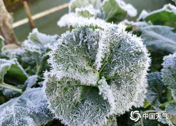 银碎子普洱茶怎么样