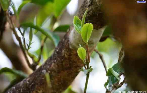 原森普洱茶戊子一春：品鉴古树普洱，感受春茶韵味