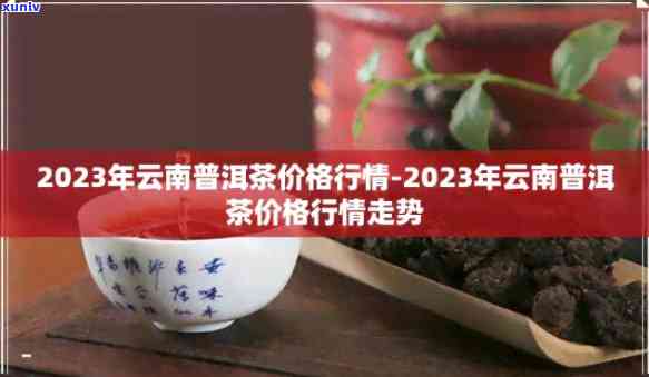 2023年云南大白菜普洱茶市场价分析及最新走势