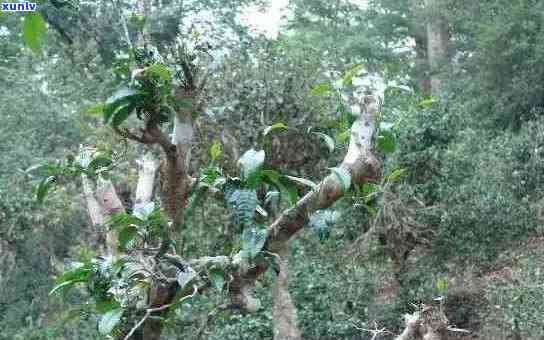 云南古树莽枝山茶：千年树龄、独特风味、文化传承与生态保护