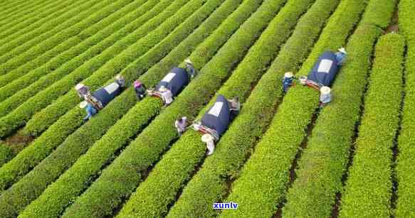 圆成号茶业：从茶叶种植、采摘到品饮的全方位解答与体验