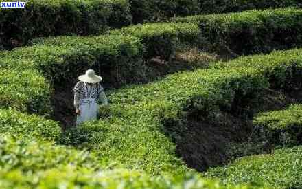 圆成号茶业：从茶叶种植、采摘到品饮的全方位解答与体验