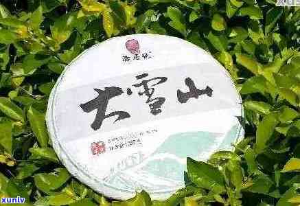 云茶之邦大雪山普洱茶价格：饼茶与生茶一览，品质与价格相匹配