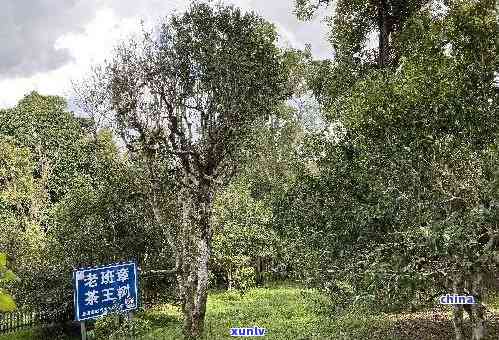 普洱茶是古树茶吗？普洱茶的定义及与古树茶的关系。