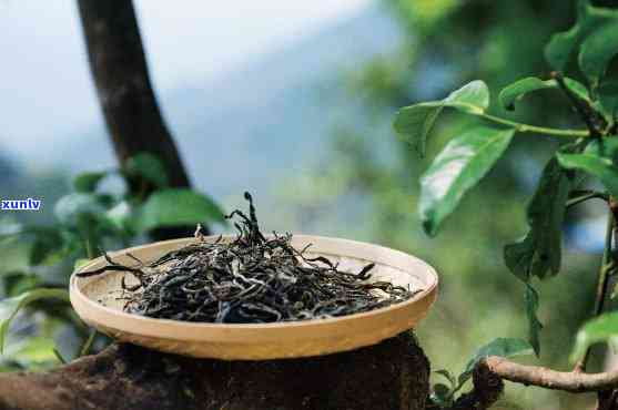 天普洱茶官方网站_云南大叶种普洱茶_古树茶_新茶品鉴