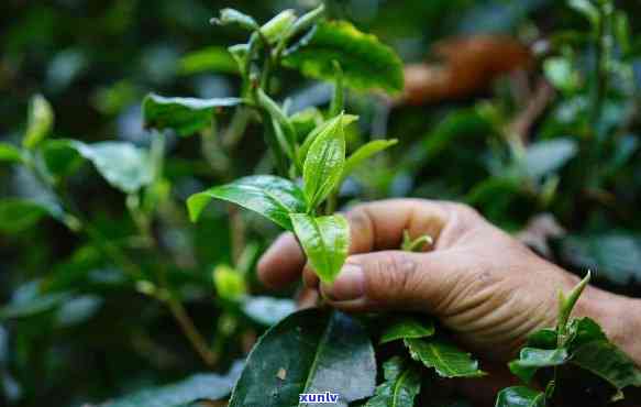 天普洱茶官方网站_云南大叶种普洱茶_古树茶_新茶品鉴