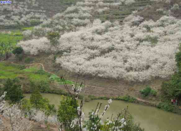 普洱茶六大山种：古六大与新六大的特色与区别