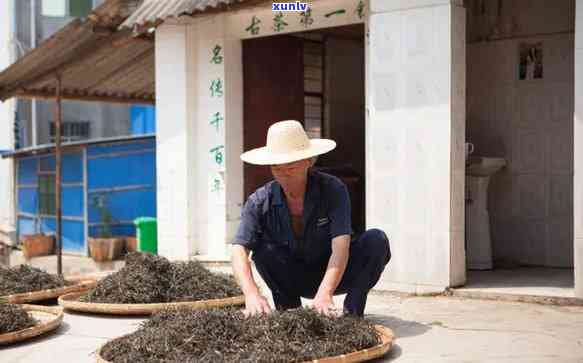 的普洱茶之旅：一位老茶人的精技艺与独特品味