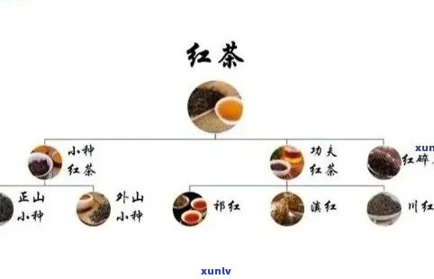 从种植到品鉴：六年普洱熟茶的完整生命周期及其独特风味探究