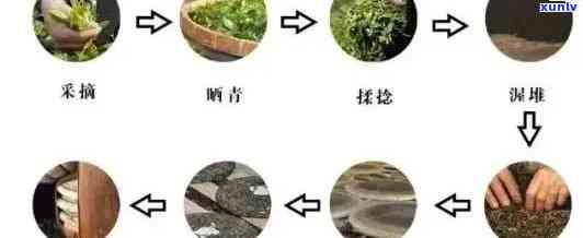 从种植到品鉴：六年普洱熟茶的完整生命周期及其独特风味探究