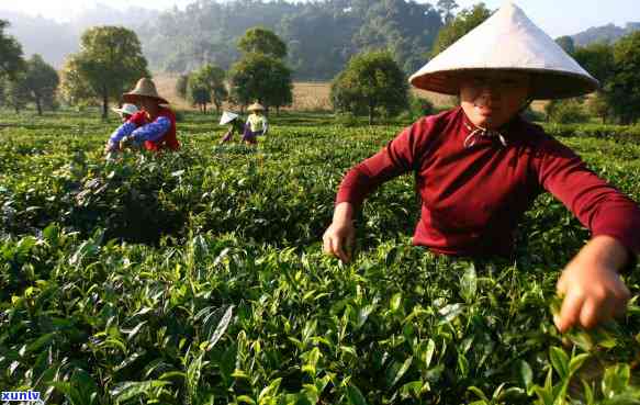 普洱茶的 *** 过程和种类：内飞与非内飞茶的区别，让你全面了解普洱茶