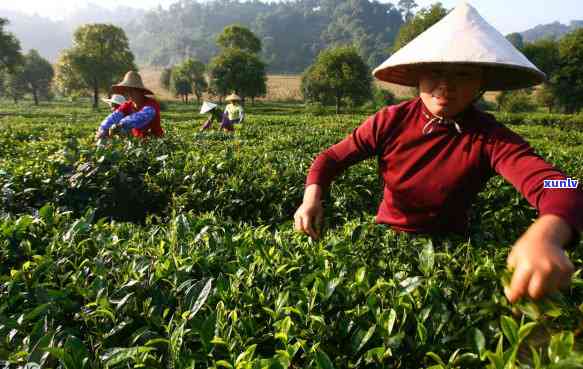 普洱茶的 *** 过程和种类：内飞与非内飞茶的区别，让你全面了解普洱茶